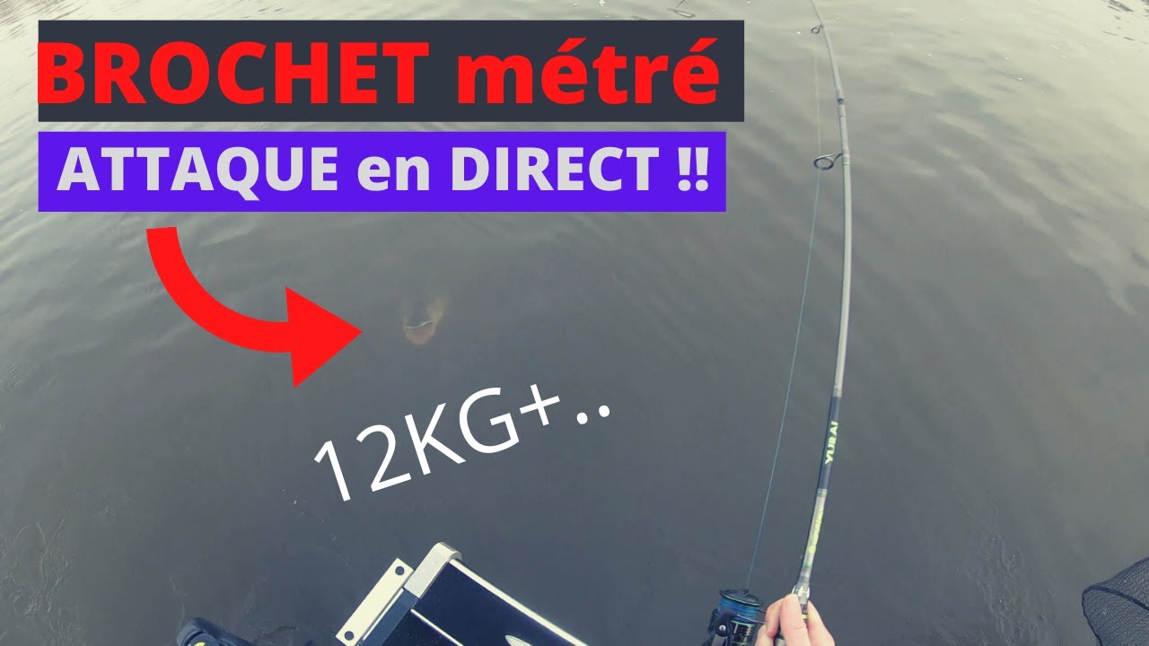 ENORME BROCHET métré RECORD COMBAT en DIRECT! - Pêche du SANDRE et du BROCHET en HOLLANDE !