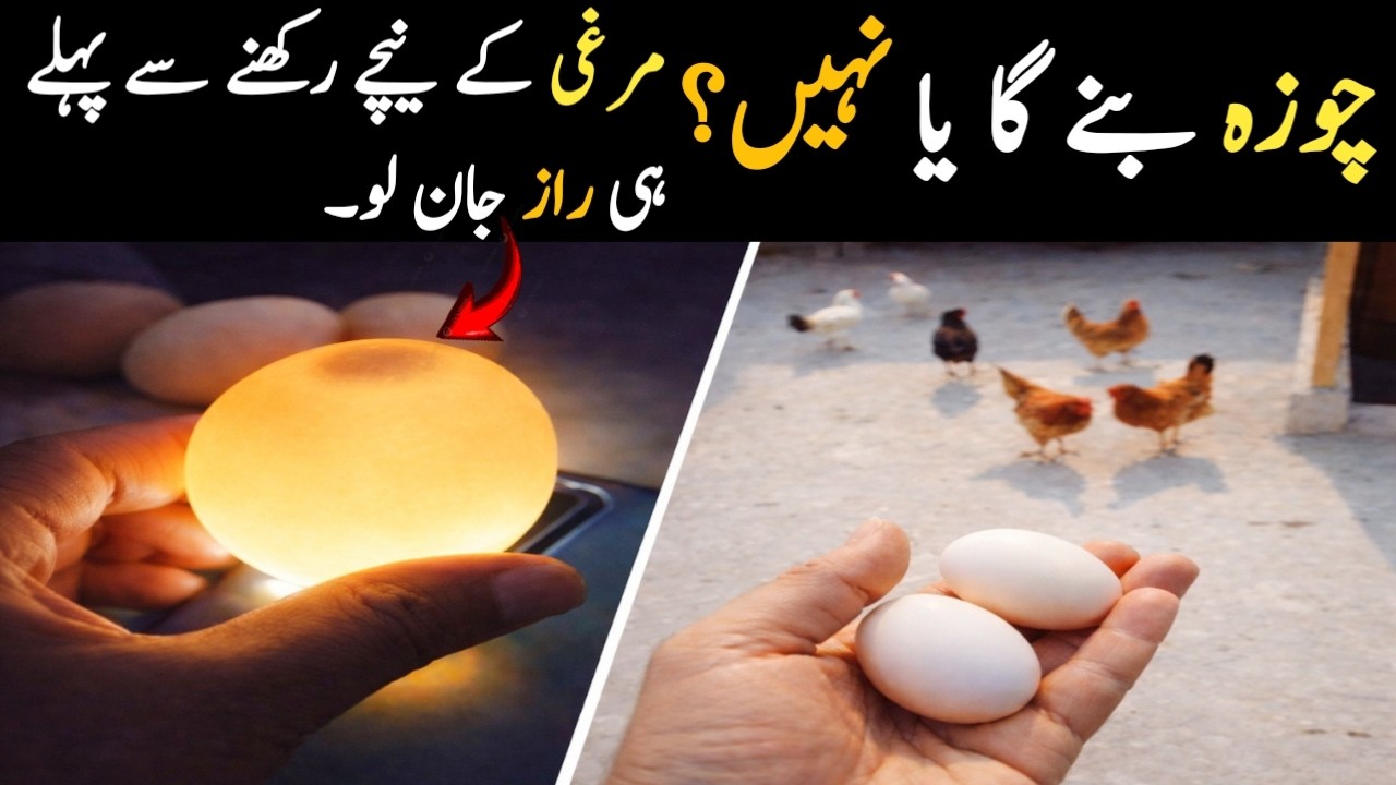 Eggs are fertile or not? Hidden poultry secret