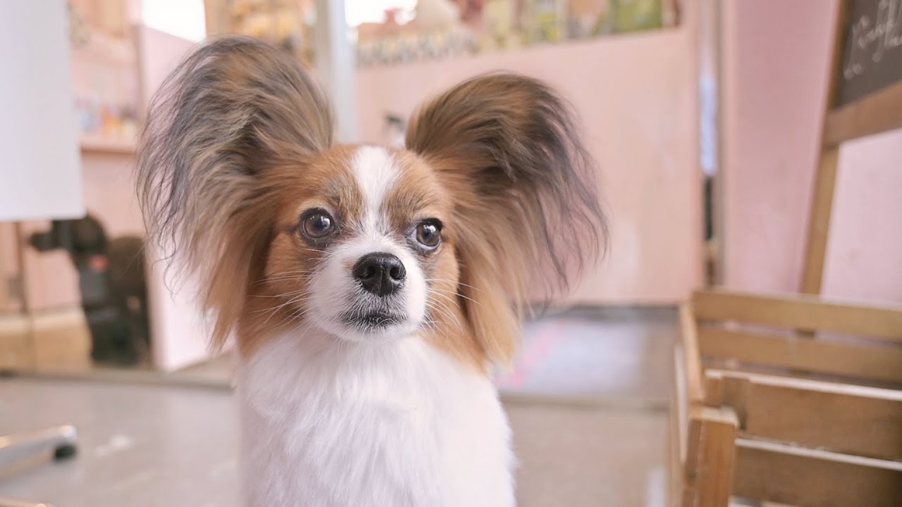Мне нравится моя великолепная прическа! (Papillon Grooming)