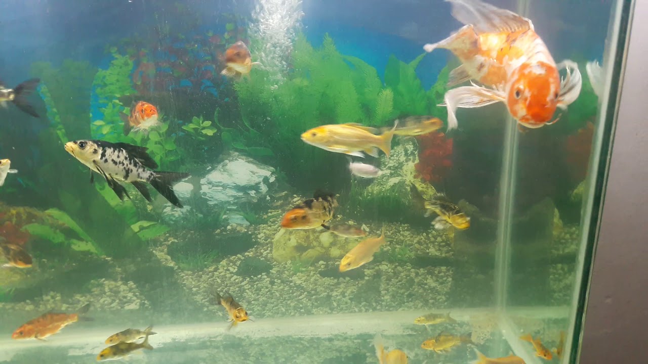Koi velo