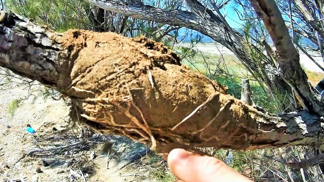 How To Collect Material For Bonsai: Collecting Tamarix Air Layering After 10 Weeks! Vol. 2