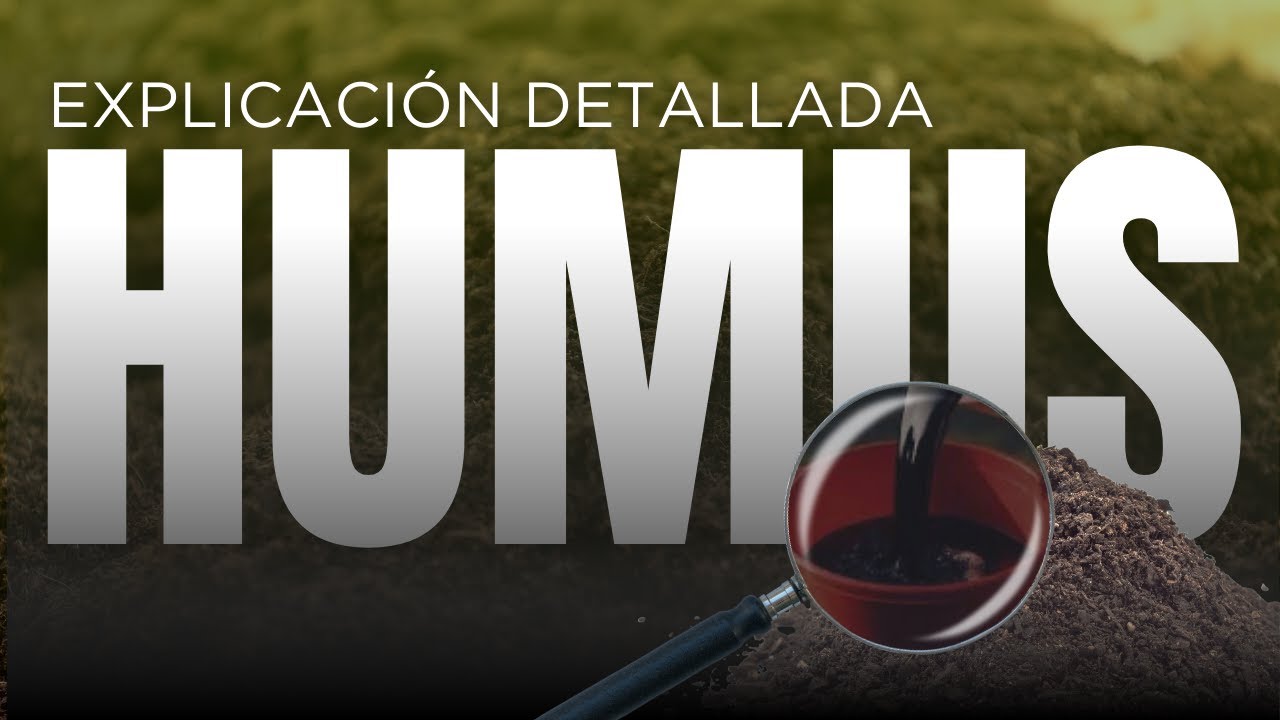 Humus: Lo que no sabías y necesitas aprender