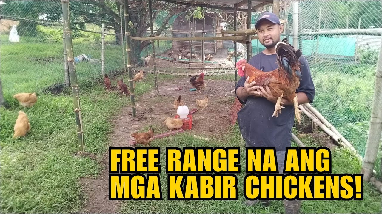 FREE RANGE NA ANG MGA KABIR CHICKENS!