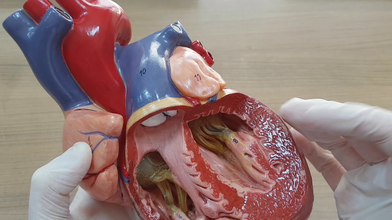 Dolaşım Sistemine Giriş ve Kalp Anatomisi