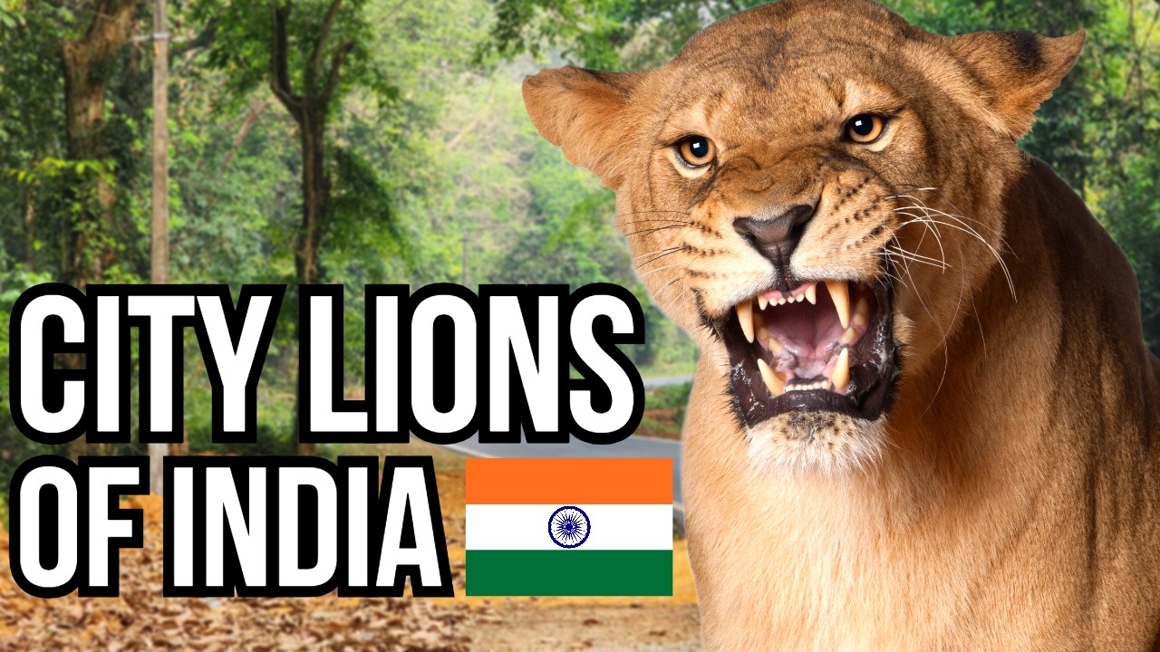 6 Large Predators That Have Started To Hunt In Towns And Cities