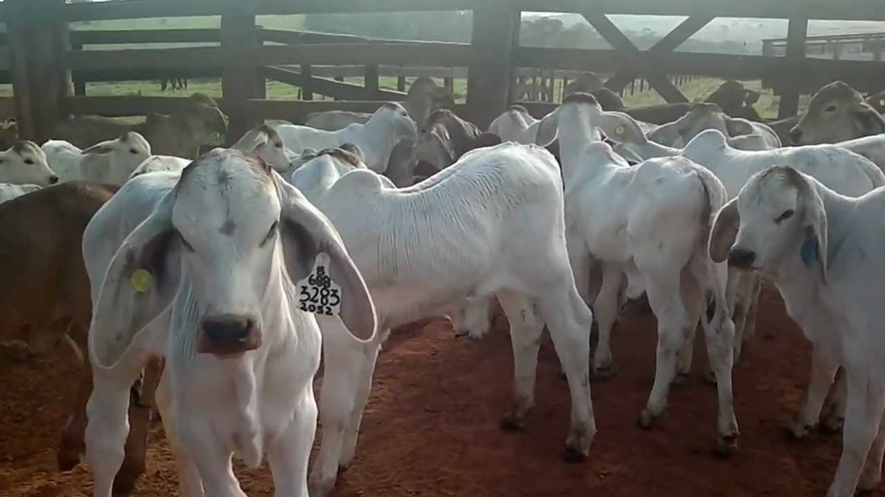 Terneros Brahman 2012 08-1.mp4