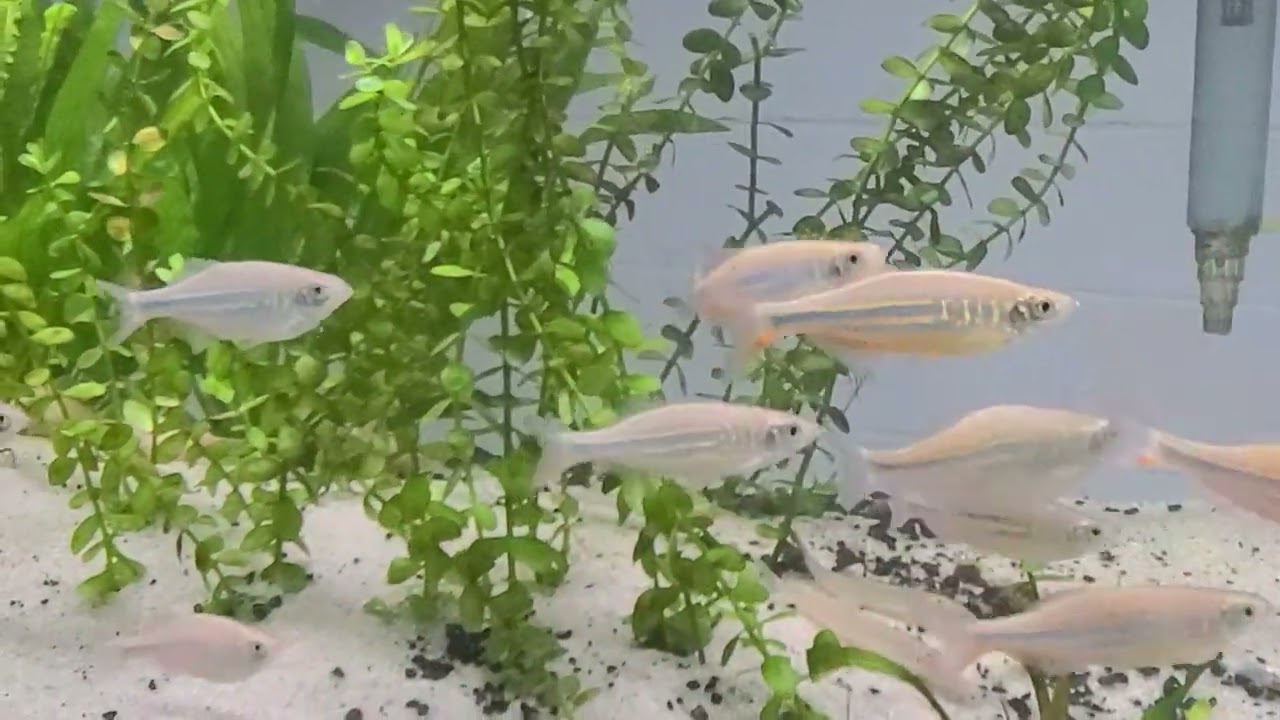 Giant Danios Love Flow