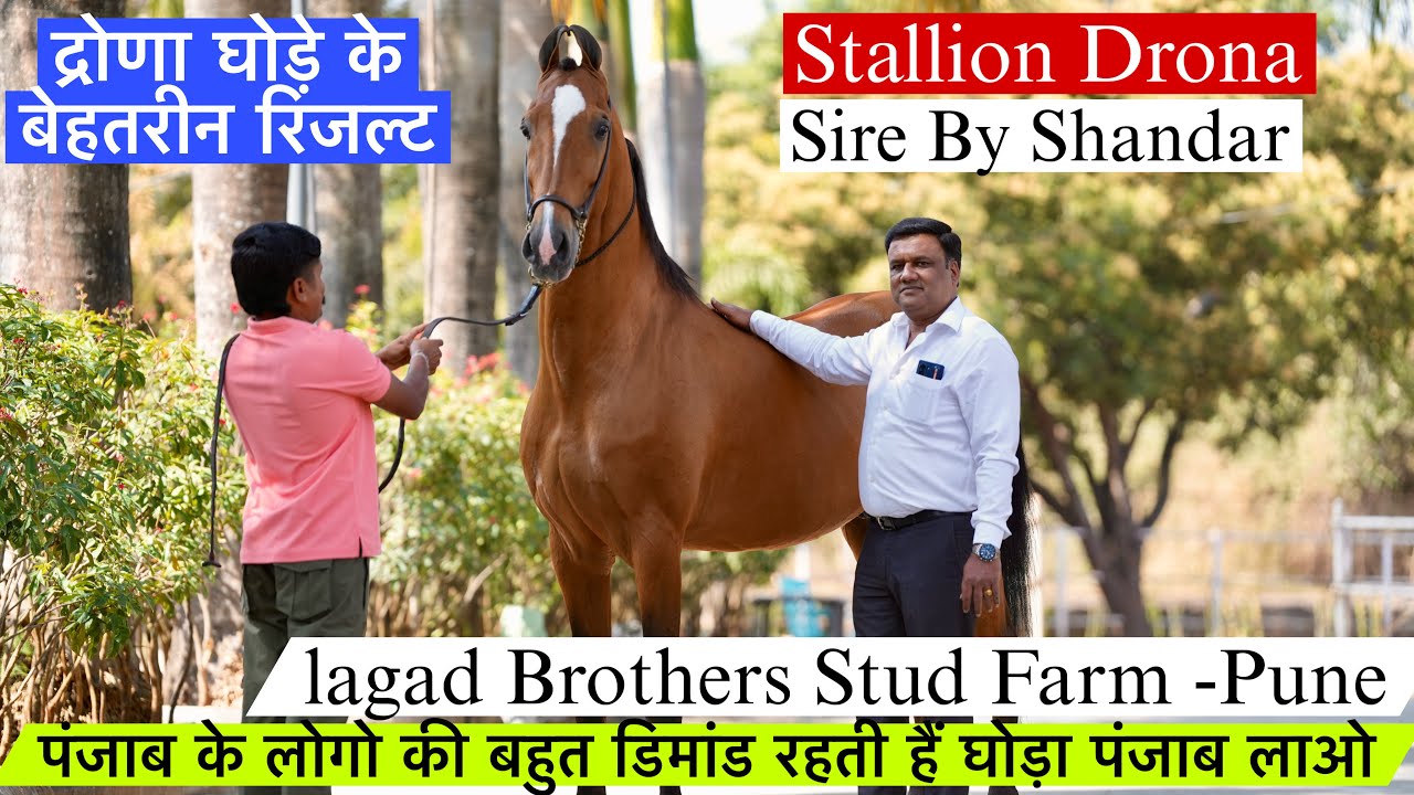 पुणे की शान द्रोणा घोड़ा क्या बोला द्रोणा के रिजल्ट के बारे मैं सचिन भाई ने !