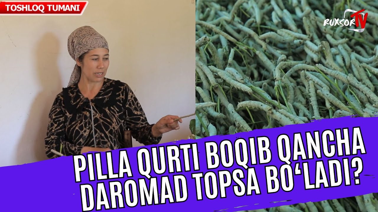 PILLA QURTI BOQIB QANCHA DAROMAD OLSA BO'LADI?