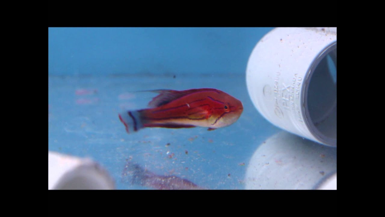 Carpenters Wrasse