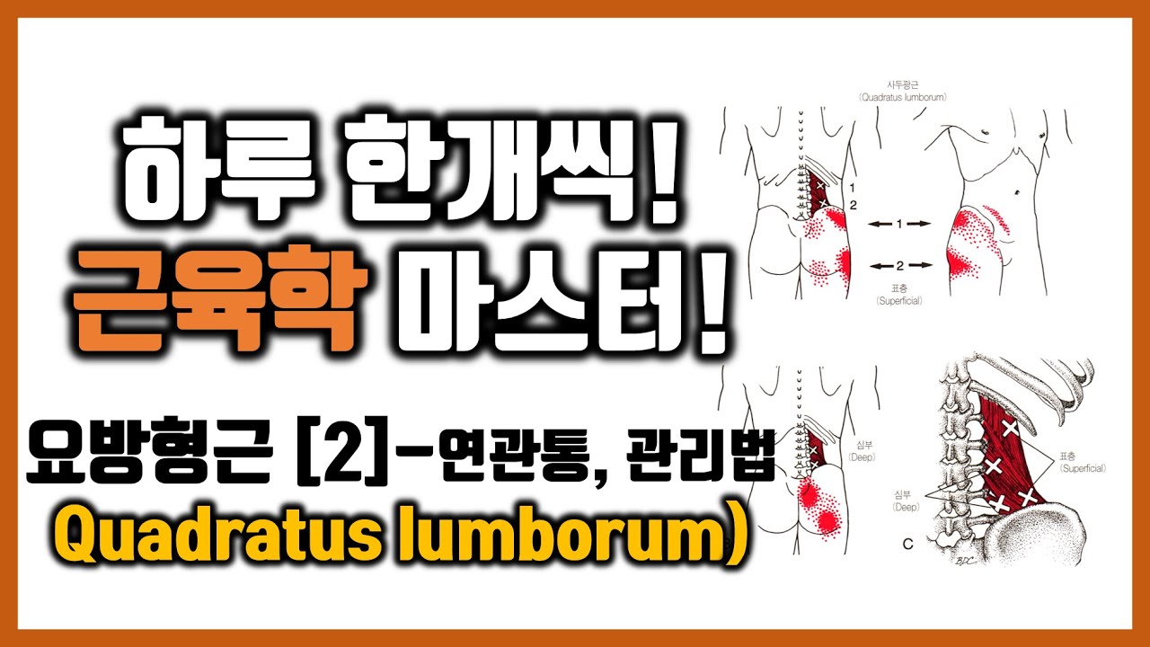 #4-9- (2) 요방형근의 통증유발점 패턴과 관리방법 - "허리와 골반통증을 일으키는 근육" /근육학 마스터/힐링무브/healing move