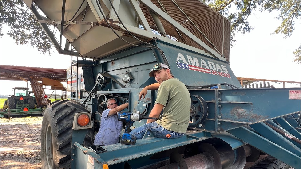 Almost Peanut Picking Time