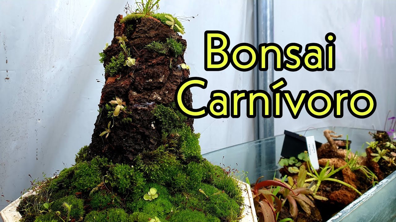 Plantas carnívoras - Bonsai de Pinguiculas
