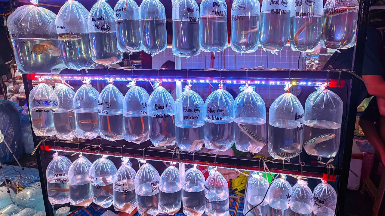 IKAN CHANNA AURANTI FI PASAR IKAN HIAS JATINEGARA