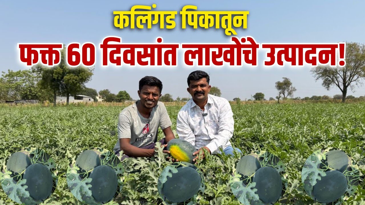 🍉 कलिंगड पिकातून फक्त 60 दिवसांत लाखोंचे उत्पादन! 🚜💰