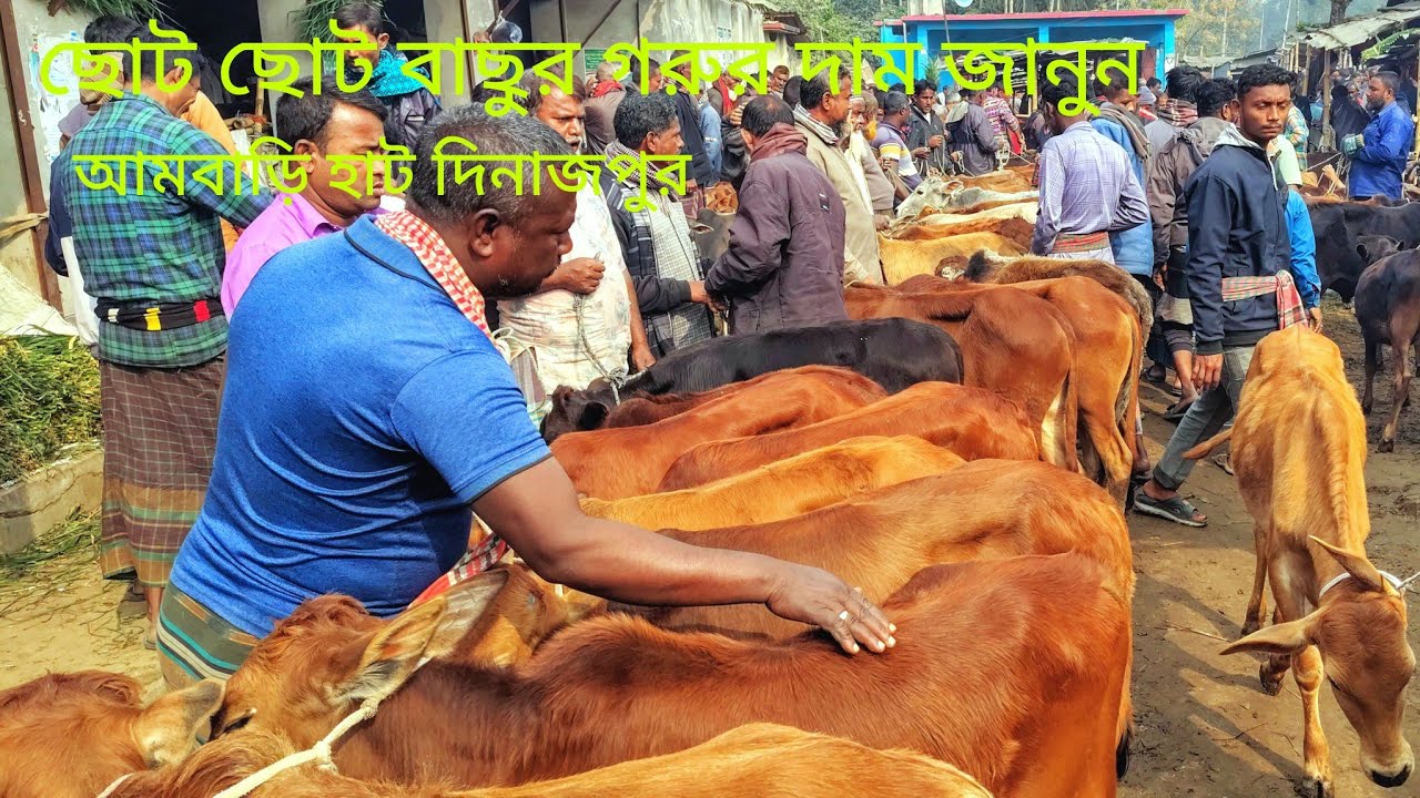 ছোট ছোট বাছুর গরুর দাম জানুন  || দেশি শাহীওয়াল ফ্রিজিয়ান জাতের || আমবাড়ি হাট দিনাজপুর 