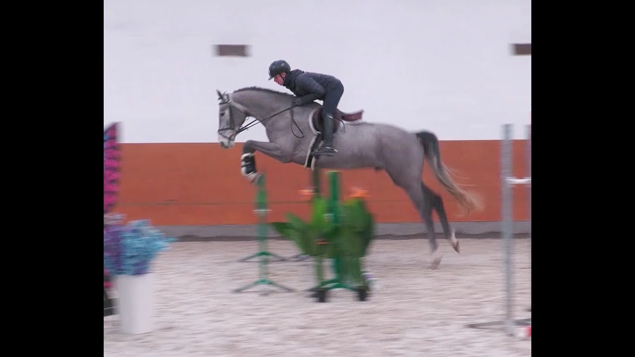 *2021 gelding, Night vd Kwakkelhoek  - Acobatt