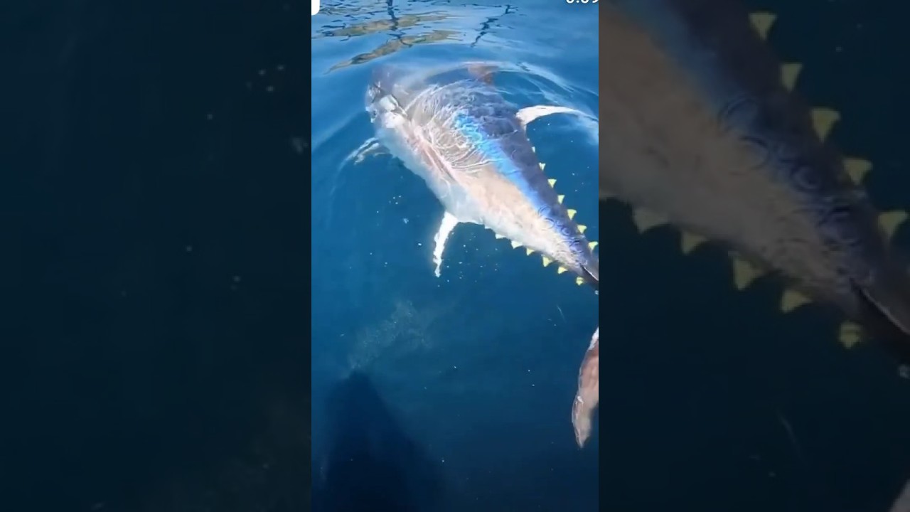 Tuna Attack - Orkinos #fishing #balıkavı #tunafish #tuna #orkinos