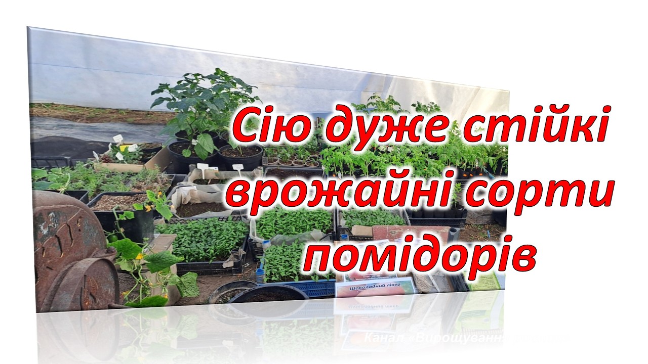 Починаю сіяти помідори для відкритого грунту 10 березня.Сію дуже стійкі врожайні сорти.
