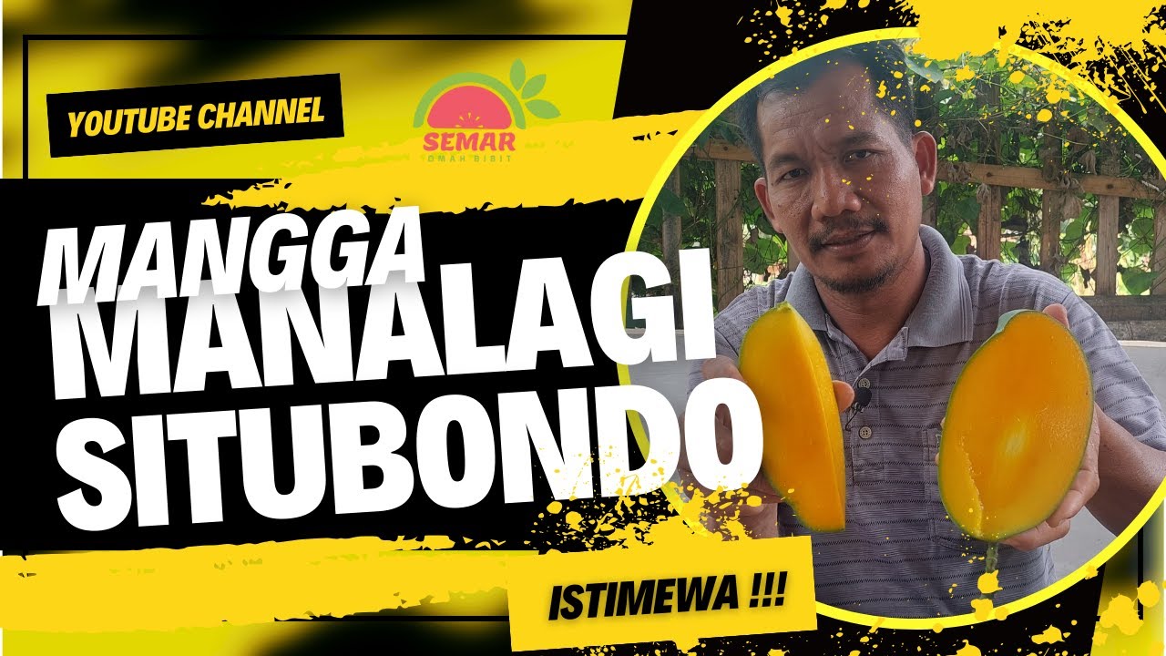 MANGGA PALING MANIS !!ISTIMEWA|MANALAGI SITUBONDO|TABULAMPOT