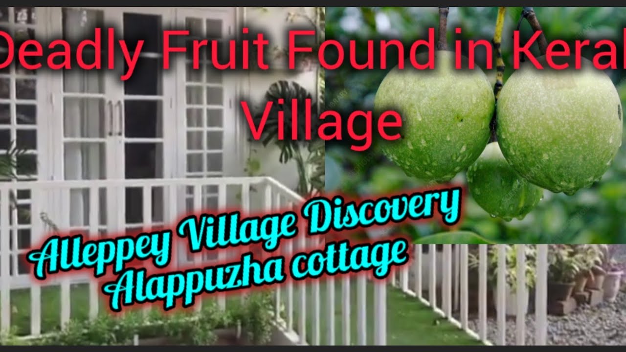 Deadly Fruit Found in Kerala Village / Alleppey Village Discovery  Alappuzha cottage