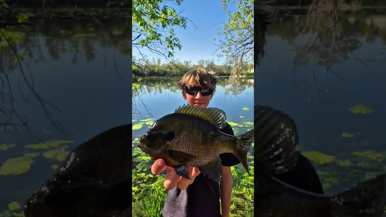 blugigi masters #fishing #bluegill #spring #fish #sunfish #bass