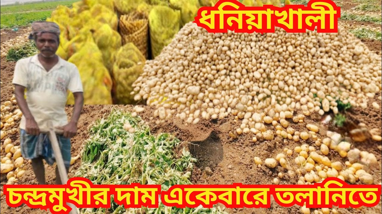 চন্দ্রমুখীর দাম তলানিতে/সরকার বলেছে আলু কিনবে কিন্তু এখনও কোনও খবর নেই/কী বলছেন হুগলির আলু চাষীরা?
