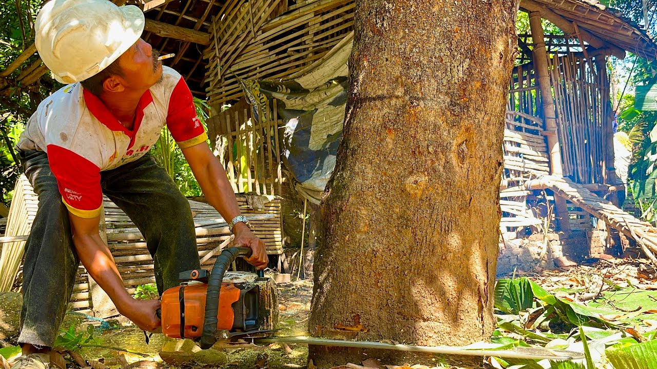 DANGER‼️JACKFRUIT TREE CUTTING DOWN NEAR GOAT PEN AND RESIDENTS' HOUSES.