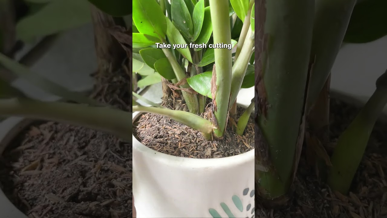 If you're tired of waiting for your cutting to callus, do this  #houseplants #propagation #plants