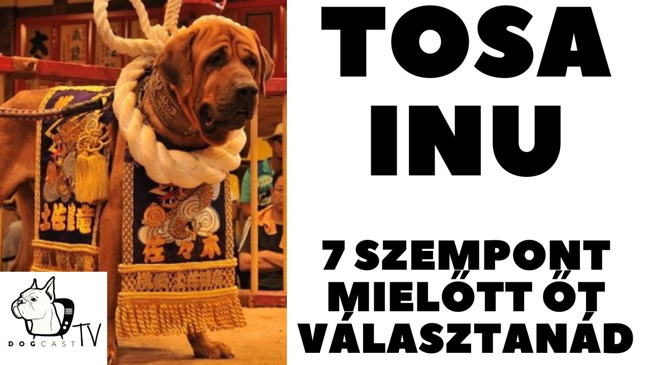 Mielőtt kutyát vennél - TOSA INU (JAPÁN HARCI KUTYA) - 7 fontos szempont!  DogCast TV!