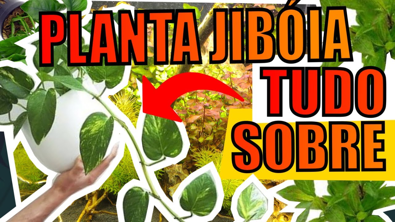 🔴PLANTA JIBÓIA EM AQUÁRIOS! |Mr. Betta|