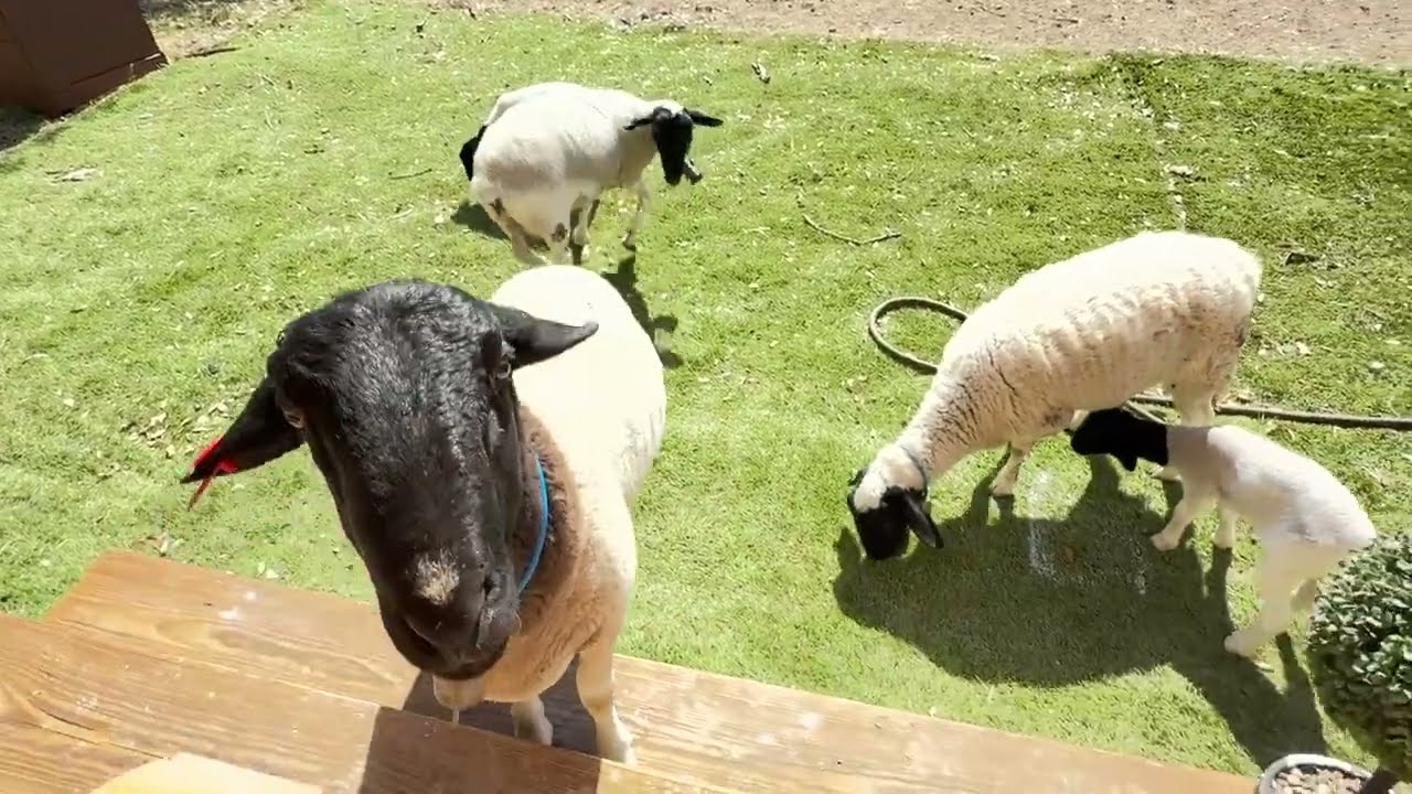 DLGT SHEEP FARM - Tagging Ramy, Coconut & Phoebe and Collars and Bells on Lambs - 3/1/26