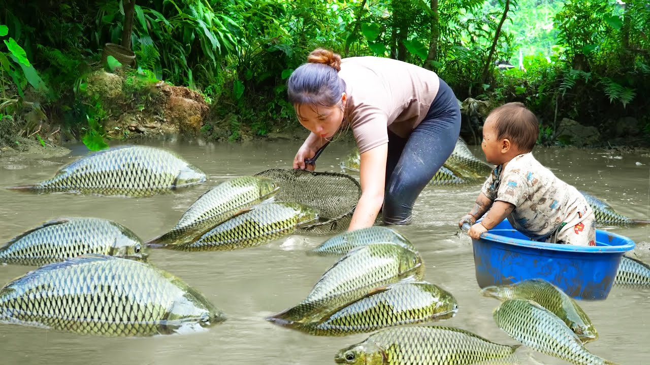 How to harvest a giant fish on hard day - Selling at the market to buy medicine for sick daughter