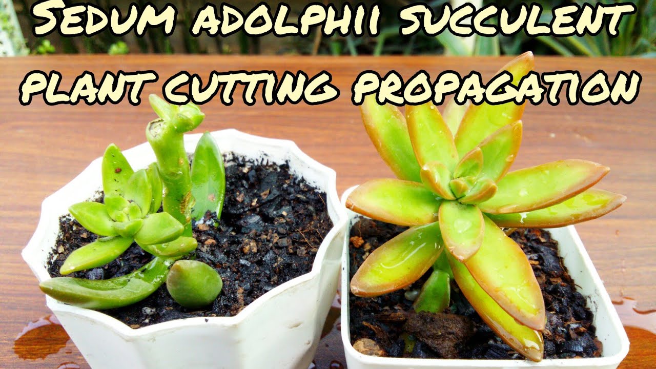 Sedum adolphii succulent plant cutting propagation