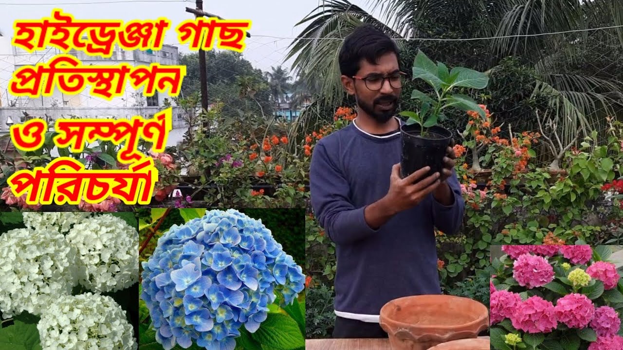 হাইড্রেঞ্জা গাছ প্রতিস্থাপন ও সম্পূর্ণ পরিচর্যা / Hydrangea plant care/ Hydrangea plant