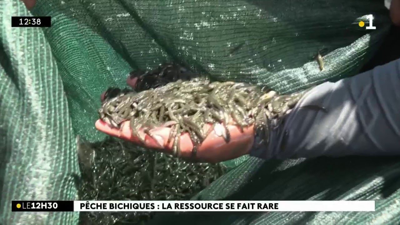 Rencontre avec une famille de pêcheurs de bichiques à Saint-Denis.
