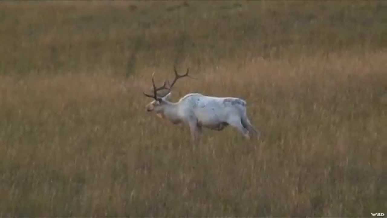 11-Year Old Girl Hunting Rare White Elk in Saskatchewan