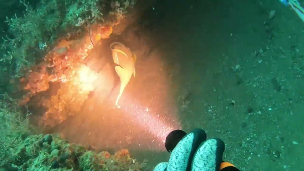 Diving off Sebastian Inlet