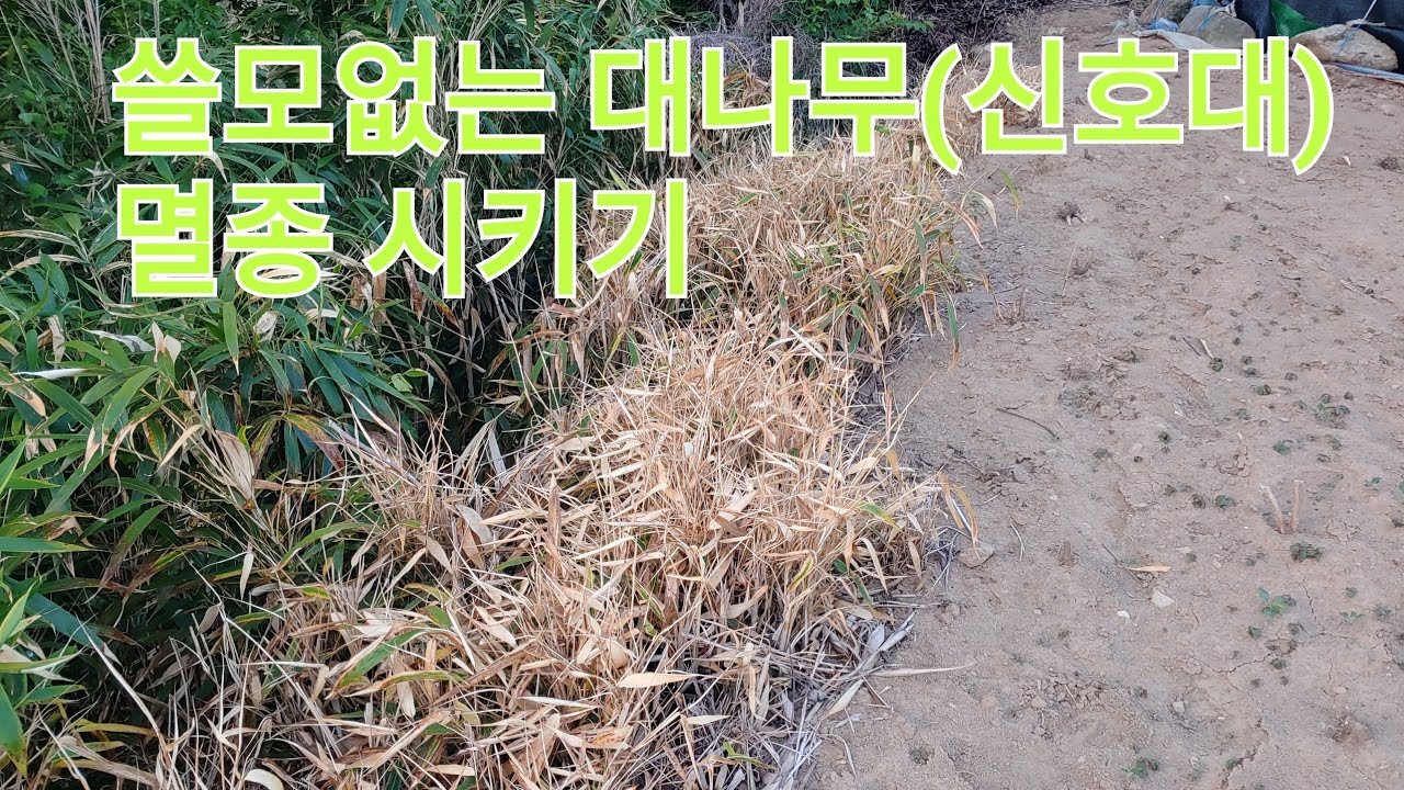 제초제  이렇게 했더니 대나무도 한 방에 고사