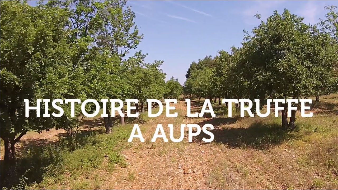 Histoire De La Truffe à Aups