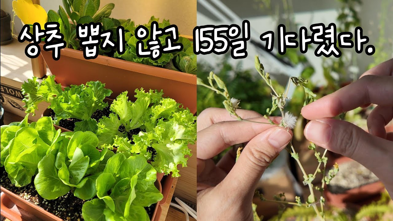 베란다 상추 뽑지 않고 155일 기다리면?🐇 155 Days of Lettuce on the Balcony