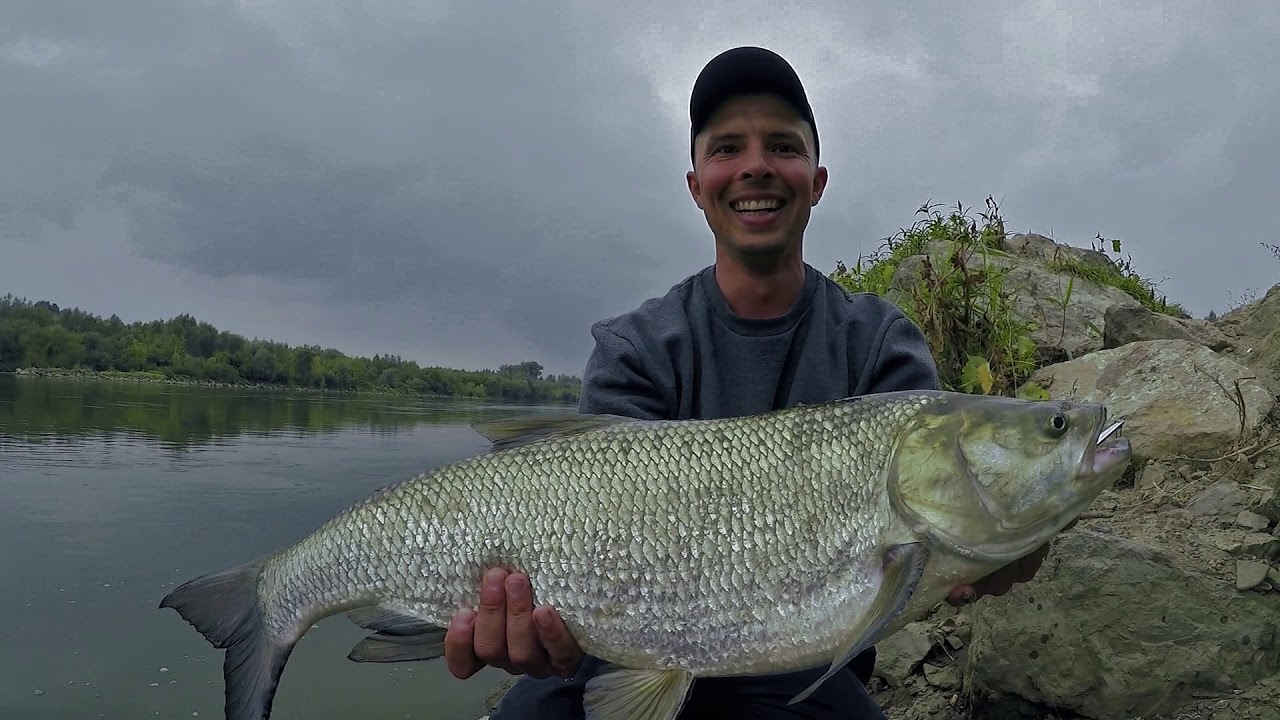 Big Asp on RH NEW Spinnerbait