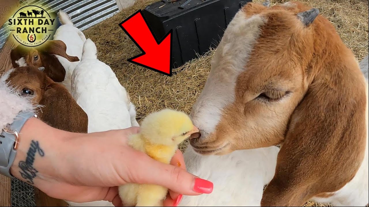 Watch the Reaction - Baby Goats Meet their new Neighbor(Chicks)