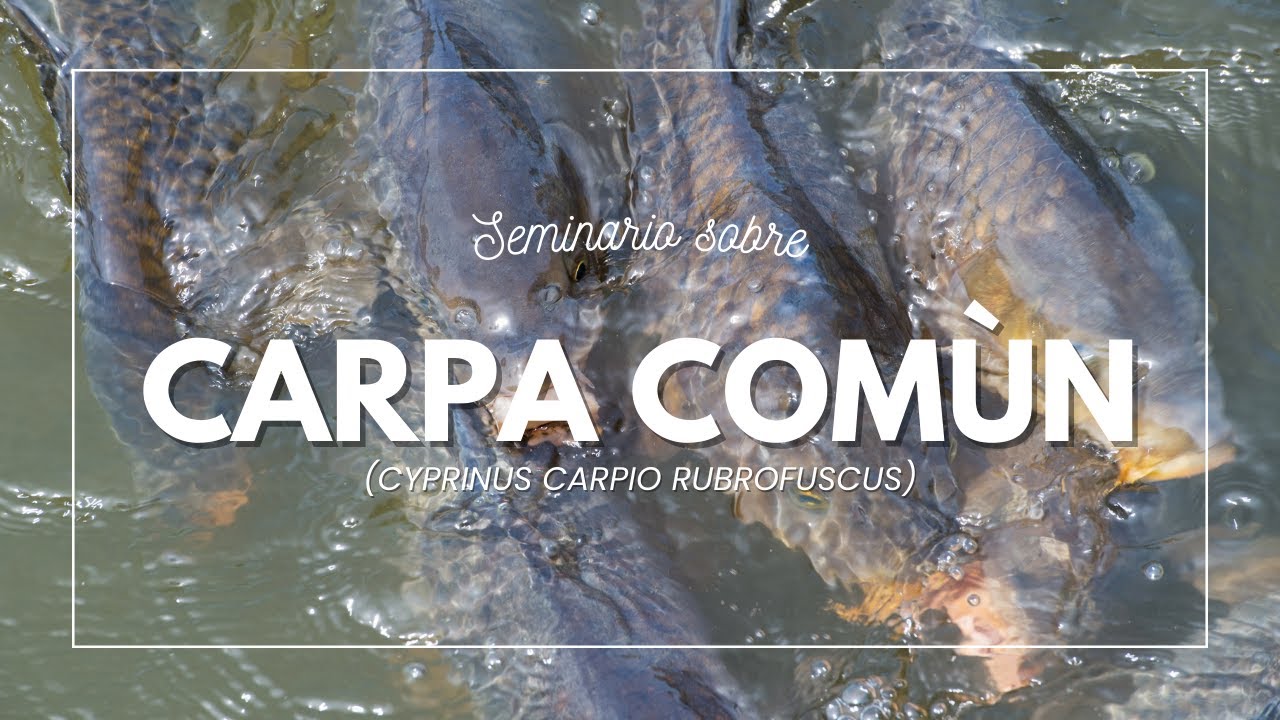 Carpa común | Carpa barrigona