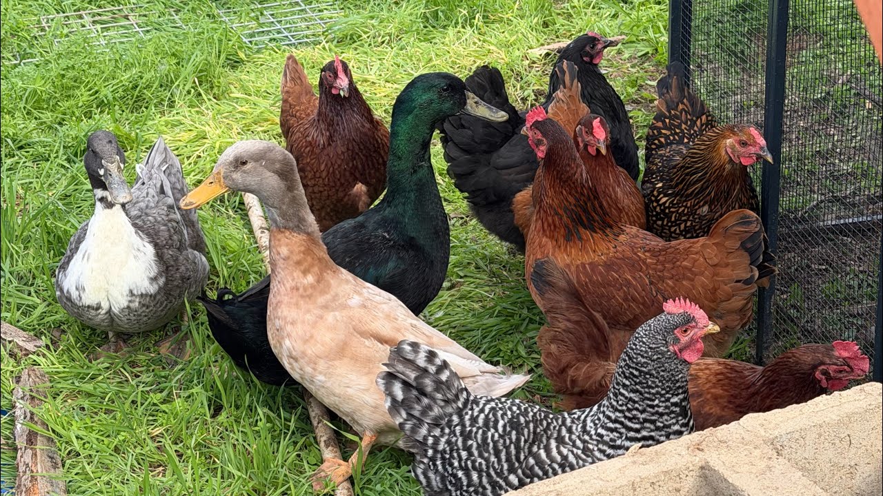 Backyard Chickens LIVE | Coop Cam