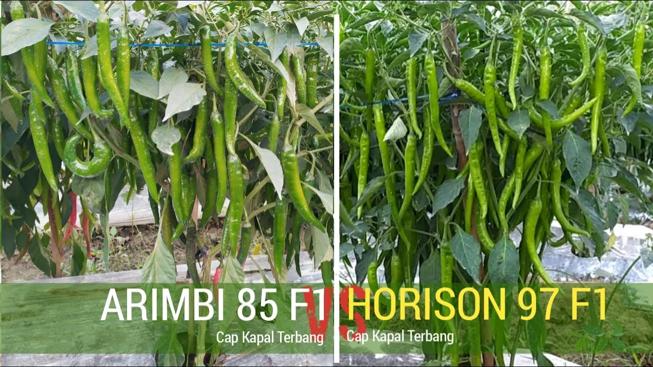 Plilih Arimbi 85 Atau Horison 97? Review Cabai Merah Besar Hibrida Terbaik