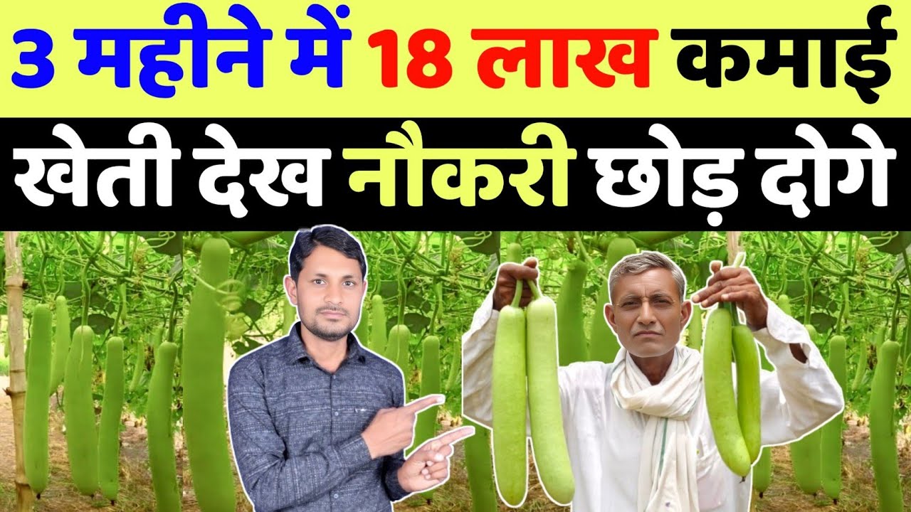 लौकी की खेती कब और कैसे करे | lauki ki kheti kaise kare in hindi | lauki ki kheti machan vidhi se