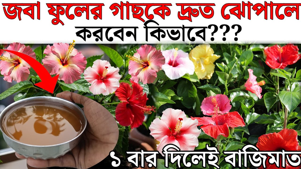 মাত্র ১বার দিলেই হবে বাজিমাত/গাছ দ্রুত ঝাঁকড়া হয়ে উঠবে,গাছ ভরে ফুটবে দ্বিগুণ ফুল।