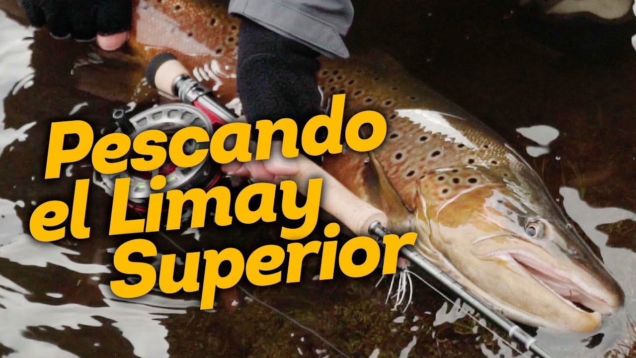 Pescando con mosca en el Limay Superior.