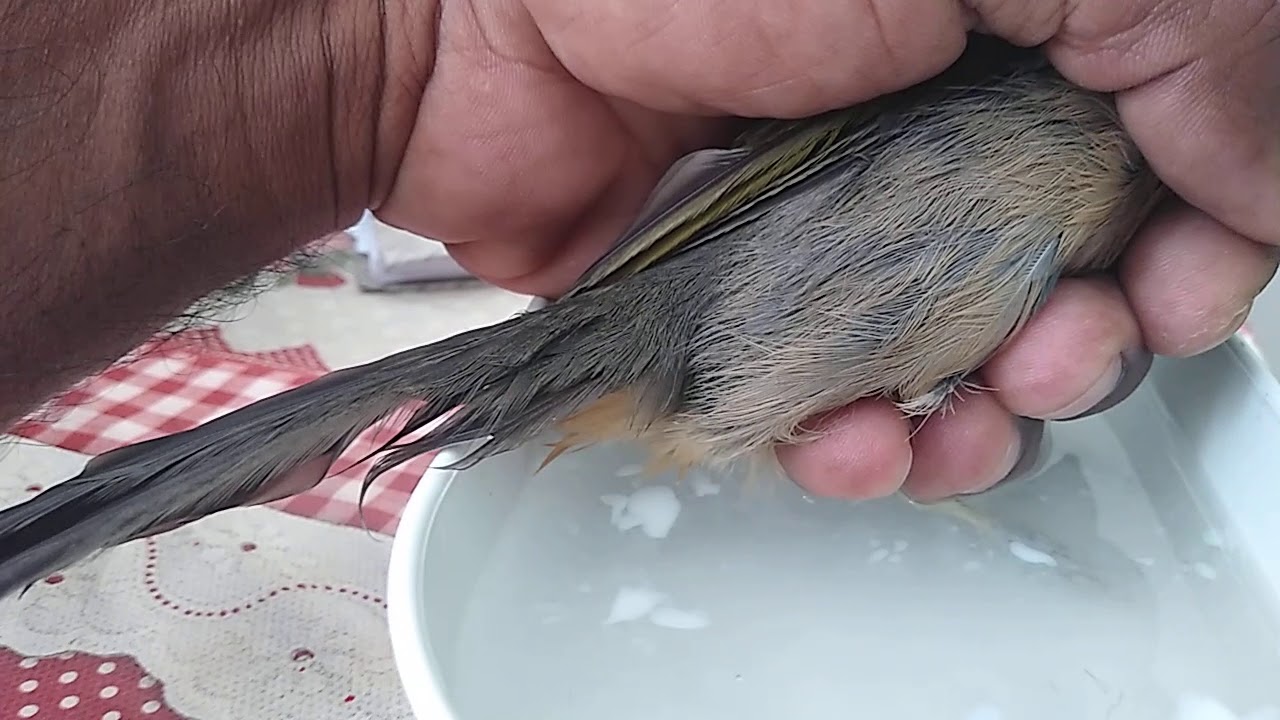Como limpar o pé do seu pássaro sem machucar a ave
